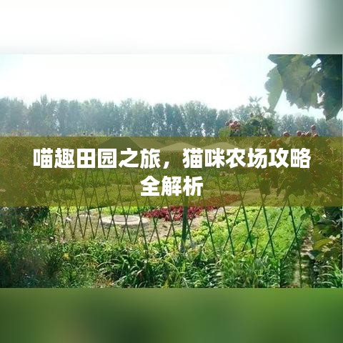 喵趣田园之旅，猫咪农场攻略全解析