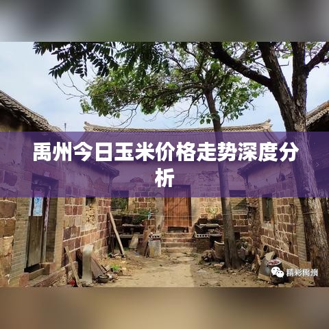 禹州今日玉米价格走势深度分析