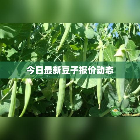 今日最新豆子报价动态
