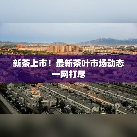新茶上市！最新茶叶市场动态一网打尽