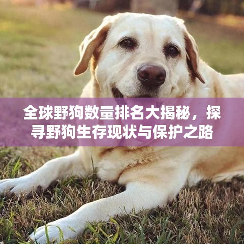 全球野狗数量排名大揭秘，探寻野狗生存现状与保护之路