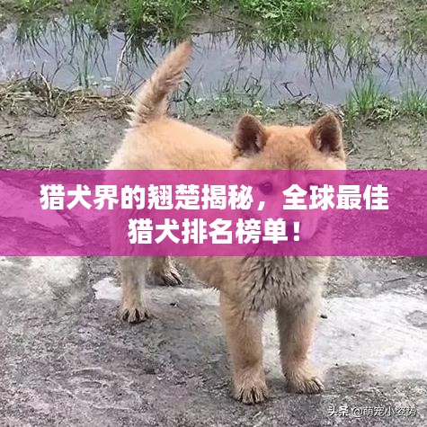 猎犬界的翘楚揭秘，全球最佳猎犬排名榜单！