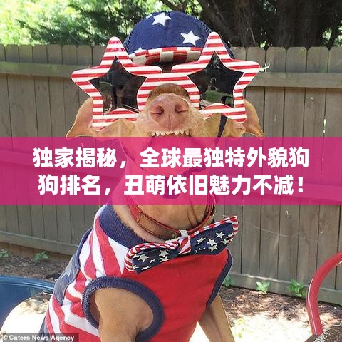 独家揭秘，全球最独特外貌狗狗排名，丑萌依旧魅力不减！