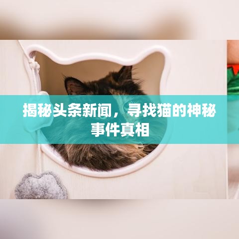 揭秘头条新闻，寻找猫的神秘事件真相