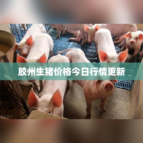 胶州生猪价格今日行情更新