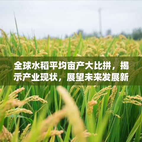 全球水稻平均亩产大比拼，揭示产业现状，展望未来发展新趋势
