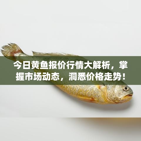 今日黄鱼报价行情大解析，掌握市场动态，洞悉价格走势！