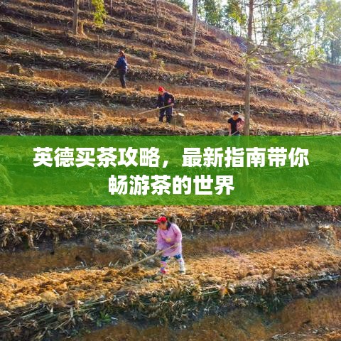 英德买茶攻略，最新指南带你畅游茶的世界