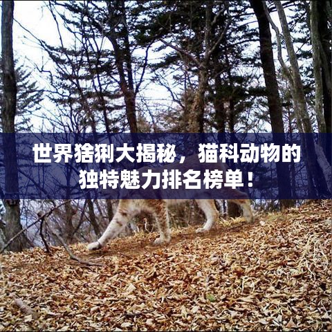 世界猞猁大揭秘，猫科动物的独特魅力排名榜单！