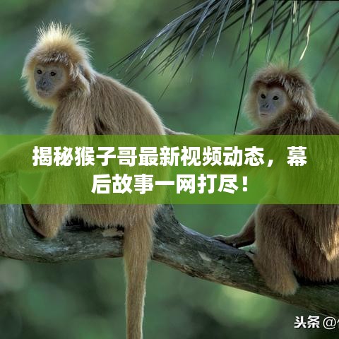 揭秘猴子哥最新视频动态，幕后故事一网打尽！