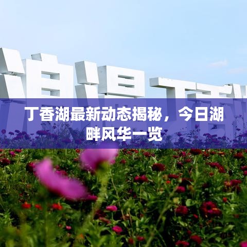 丁香湖最新动态揭秘，今日湖畔风华一览