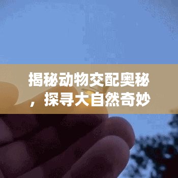 揭秘动物交配奥秘，探寻大自然奇妙世界的百度视角探索之旅