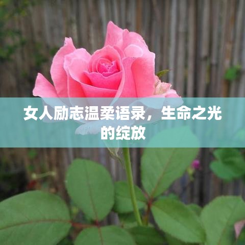 女人励志温柔语录，生命之光的绽放