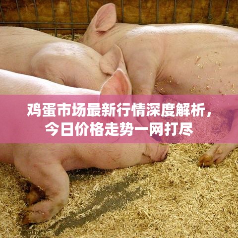 鸡蛋市场最新行情深度解析，今日价格走势一网打尽