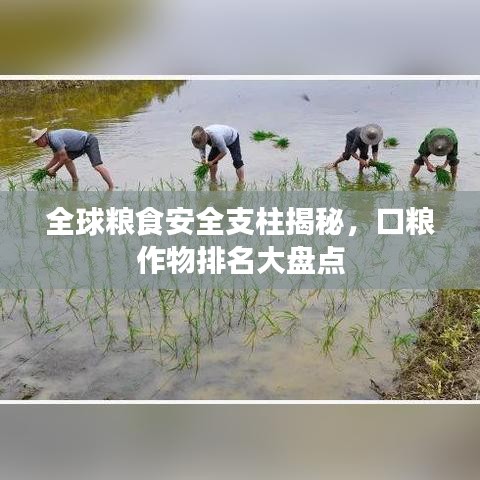 全球粮食安全支柱揭秘，口粮作物排名大盘点