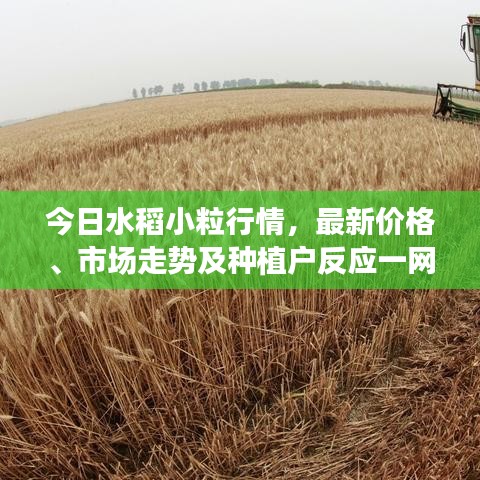 迷离马虎