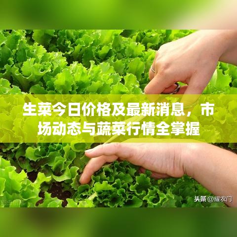 生菜今日价格及最新消息，市场动态与蔬菜行情全掌握