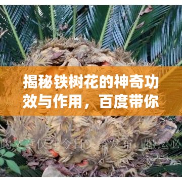 揭秘铁树花的神奇功效与作用，百度带你探索未知领域！