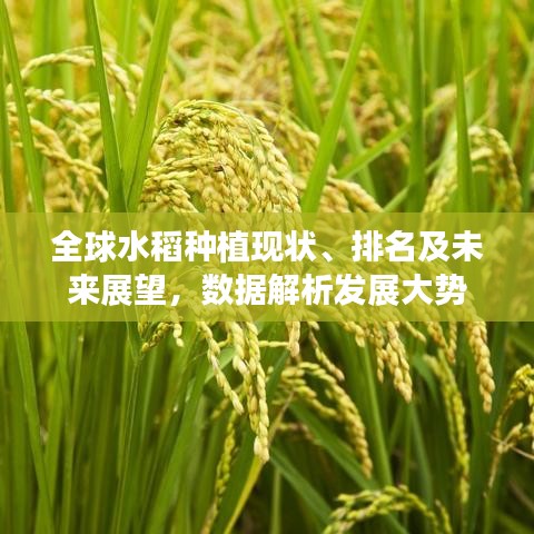 全球水稻种植现状、排名及未来展望，数据解析发展大势