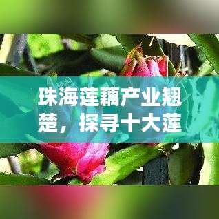 珠海莲藕产业翘楚，探寻十大莲藕产区荣耀