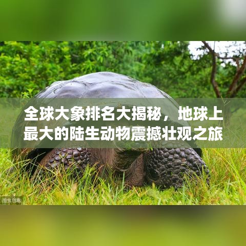 全球大象排名大揭秘，地球上最大的陆生动物震撼壮观之旅