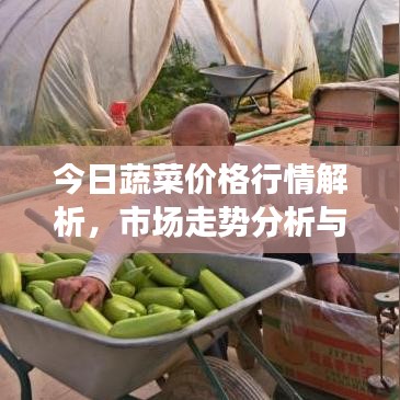 今日蔬菜价格行情解析，市场走势分析与未来预测