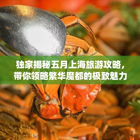 独家揭秘五月上海旅游攻略，带你领略繁华魔都的极致魅力体验