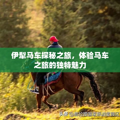伊犁马车探秘之旅，体验马车之旅的独特魅力