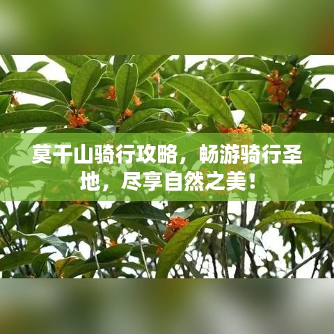 莫干山骑行攻略，畅游骑行圣地，尽享自然之美！