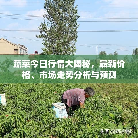 蔬菜今日行情大揭秘，最新价格、市场走势分析与预测