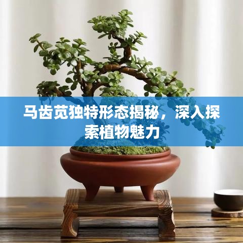 马齿苋独特形态揭秘，深入探索植物魅力