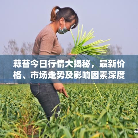 蒜苔今日行情大揭秘，最新价格、市场走势及影响因素深度解析