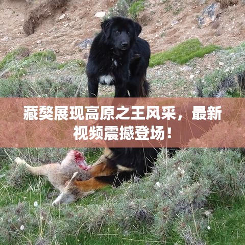 藏獒展现高原之王风采，最新视频震撼登场！