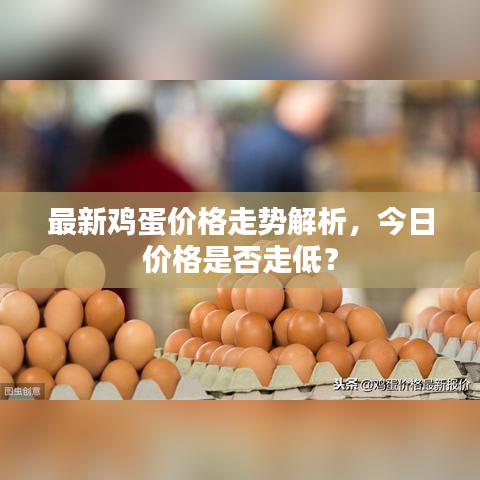 最新鸡蛋价格走势解析，今日价格是否走低？