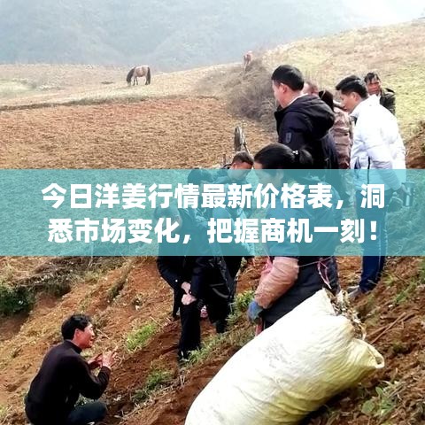 今日洋姜行情最新价格表，洞悉市场变化，把握商机一刻！
