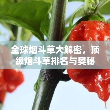 全球烟斗草大解密，顶级烟斗草排名与奥秘探索