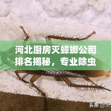 河北厨房灭蟑螂公司排名揭秘，专业除虫，守护家庭卫生安全