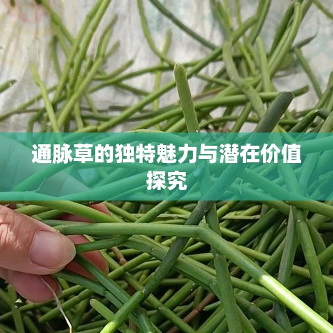 通脉草的独特魅力与潜在价值探究