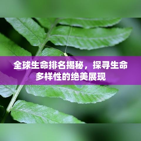 全球生命排名揭秘，探寻生命多样性的绝美展现