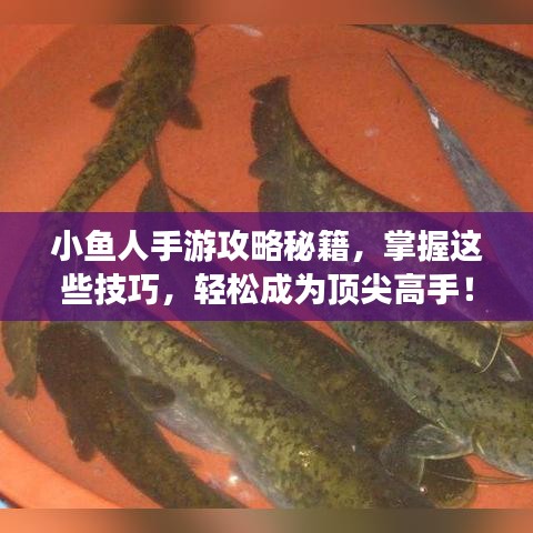 小鱼人手游攻略秘籍，掌握这些技巧，轻松成为顶尖高手！