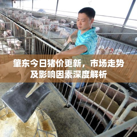 肇东今日猪价更新，市场走势及影响因素深度解析