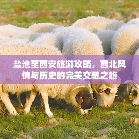 盐池至西安旅游攻略，西北风情与历史的完美交融之旅