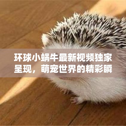 环球小蜗牛最新视频独家呈现，萌宠世界的精彩瞬间在线观看