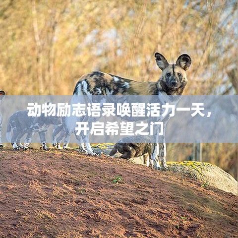 动物励志语录唤醒活力一天，开启希望之门