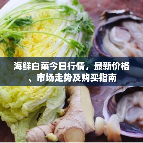 海鲜白菜今日行情，最新价格、市场走势及购买指南
