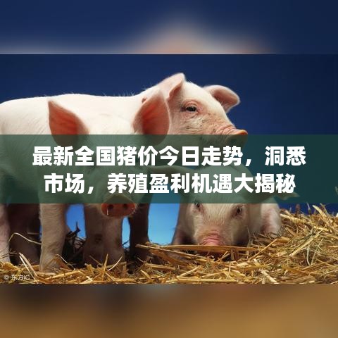 最新全国猪价今日走势，洞悉市场，养殖盈利机遇大揭秘