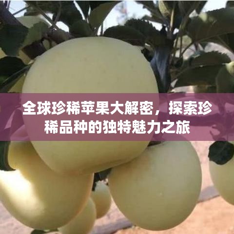 全球珍稀苹果大解密，探索珍稀品种的独特魅力之旅