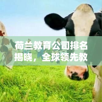 荷兰教育公司排名揭晓，全球领先教育资源一览