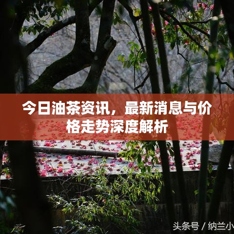 今日油茶资讯，最新消息与价格走势深度解析