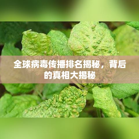 全球病毒传播排名揭秘，背后的真相大揭秘